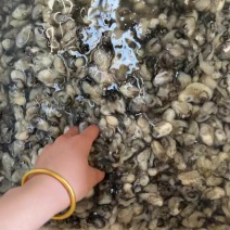 蚝肉海蛎肉生蚝肉牡蛎肉蚵仔煎蚝蛋烧