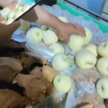 黄元帅苹果，当季现货新鲜现摘，产地直发品质保证，量大从优