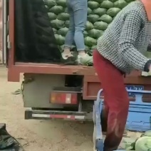 【地头直发】开封墨玉包菜扁包菜海量货源全国发货
