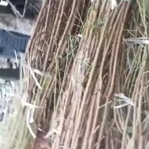 蜂糖李子树苗，规格齐全，支持视频看货，可发往全国市场！