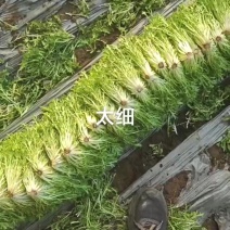 【苦菊】苦苣细丝，无黄叶，黄尖，烂芯等10斤1袋