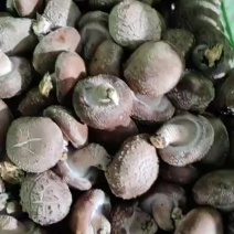 精品鲜香菇大量供应现采现发品质上乘欢迎来电洽谈价更优