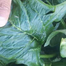 山东菠菜大叶菠菜一手货源可视频看货对接电商市场