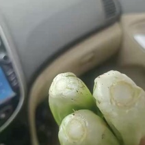 芹菜【优质西芹】热烈欢迎四海宾客来我们基地考察订购