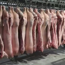 白条猪【河北猪肉基地】支持视频看货，可发往全国市场！