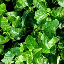 黄金9号百香果侧芽嫁接苗现货，（侧芽8公分以上）