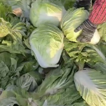 精品黄心白菜基地一手货源对接电商市场商超可视频