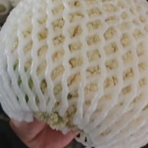 菜花-松花菜规格齐全支持视频看货，可发往全国市场！