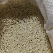 江苏南通505大米货源充足产地直发量大从优可视频看货对接