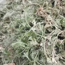 新鲜茵陈，产地发货，价格优，量大可沟通欢迎客商前来采购！