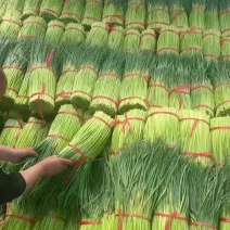河南开封，精品蒜薹红帽蒜薹产地直达对接电商市场等
