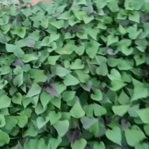 河北红薯苗济薯苗，烟薯，商薯，冀薯，红瑶，西瓜红量大从优