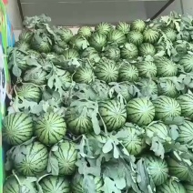 山东潍坊全美2k小吊瓜产地直销好吃不贵的冰糖籽西瓜批发
