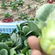 鸡毛菜