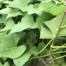 烟薯苗红薯苗，开封红薯苗，大量现货供应，保质保量