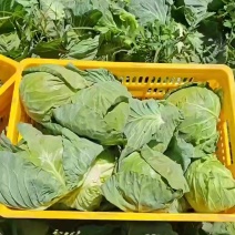 精品甘蓝黄心圆包菜一手货源产地直发欢迎采购商前来采购