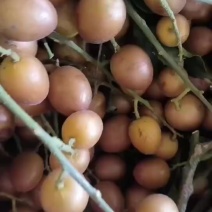 黄皮果