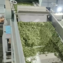 高山竹叶青茶：明前单芽，高山茶园采摘