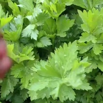 西芹产地直发基地直售价格优惠量大优先欢迎视察来买