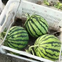 麒麟西瓜美都西瓜无籽西瓜，对接全国批发市场