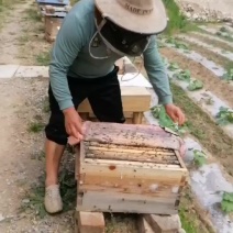 土蜂蜜瓶装和桶装，有检测报告