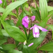 白芨种苗紫花中宽叶驯化苗1.5公分起