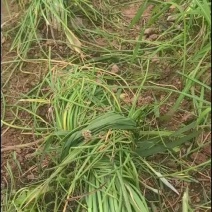 藠头大小不等，品相很好，包装快递