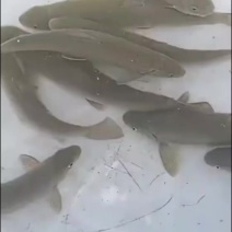 雅鱼统货单条约1斤以上