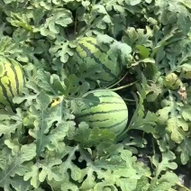 8424西瓜单果8斤左右