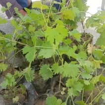葡萄树