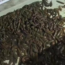 水蛭