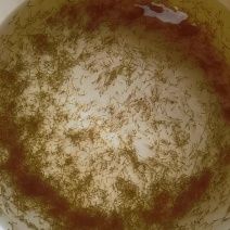 草鱼苗小规格水花