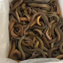 黄鳝100-250克，统货