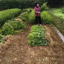 茶树苗通货