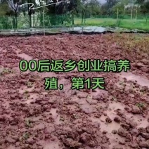 跑山兔2斤以上