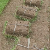 中华结缕草