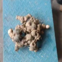 竹根七统货，新鲜野生下山竹根七