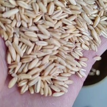 燕麦早花品种，含9%增值税发票