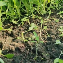 鸡毛菜筐装16-25斤/袋装10斤一包
