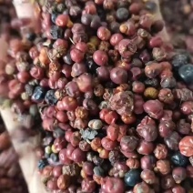 北柴胡种子北柴胡种子，100斤起批