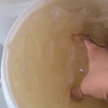 海蜇头红角海蜇头，净货10斤/桶