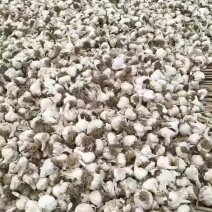 白皮蒜净头蒜大通货，5公分左右