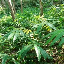 砂仁苗春砂仁苗