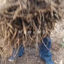 百部种苗大叶紫花百部:0.3元/棵,红花百部:0.45元