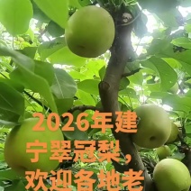 翠冠梨4两起步不封顶，果面质量好坏价格有相差