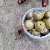 梨统货，半斤起步，带果锈