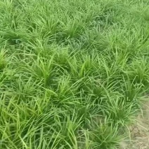 麦冬苗精品