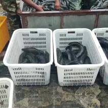 黑鱼大小都行