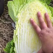 白菜黄心白菜