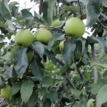华硕苹果华硕苹果